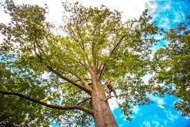 How Our Tree Care Process Works  in  Tallahassee, FL